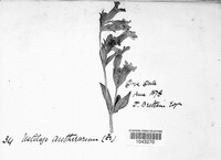 Microbotryum violaceum image